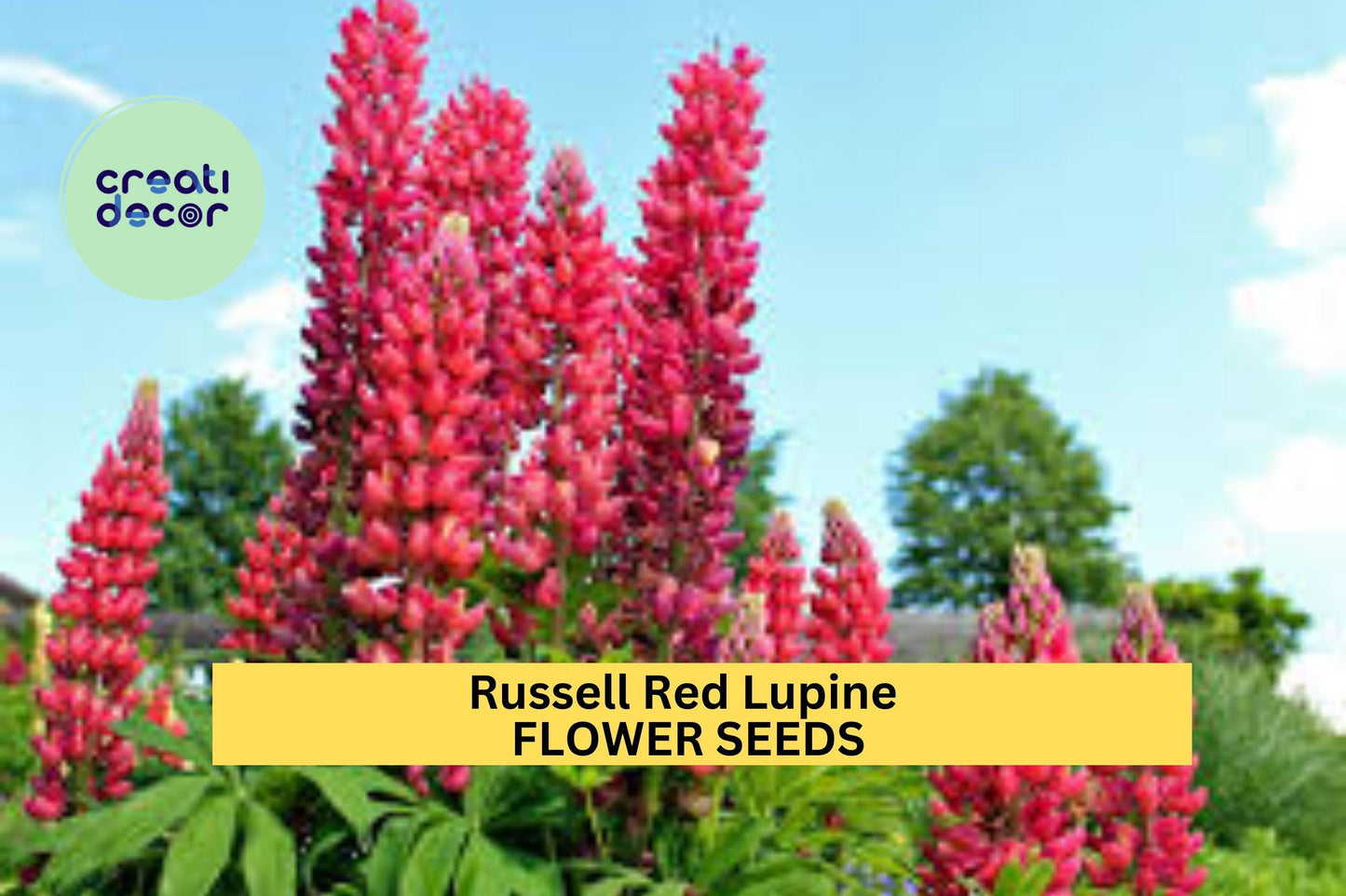 25+ Russell Red Lupine Seeds – Bold Scarlet Flower Spikes for Garden Planting, Pollinator-Friendly Perennials for Borders – USA