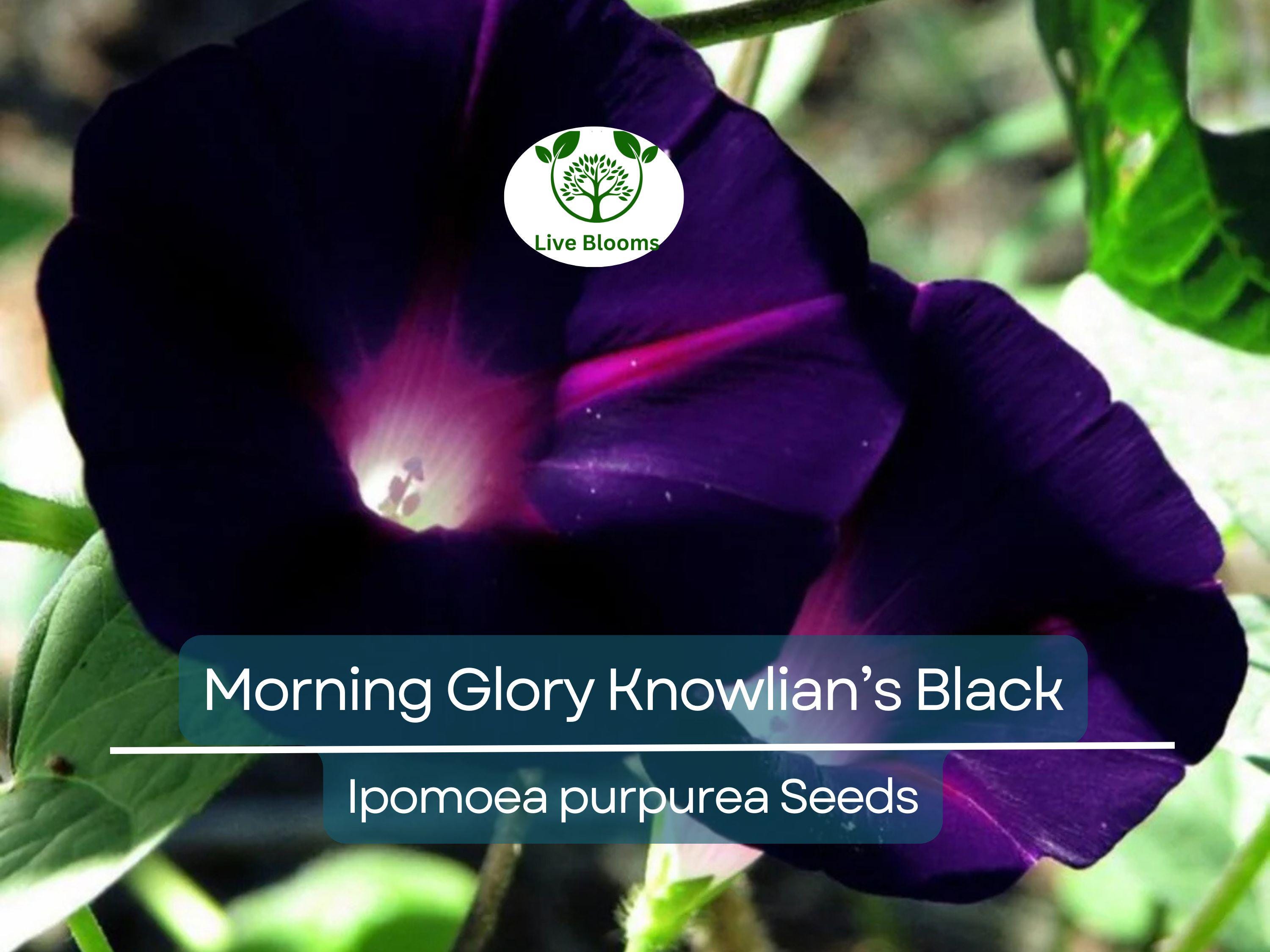 25 Seeds Morning Glory ‘Knowlian’s Black’ – Ipomoea purpurea – Rare Deep Purple-Black Vine – Non-GMO, Hummingbird Favorite