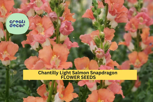 1000+ Chantilly Light Salmon Snapdragon Seeds – Tall Open-Faced Blooms for Garden Planting, Cut Flowers & Borders – USA