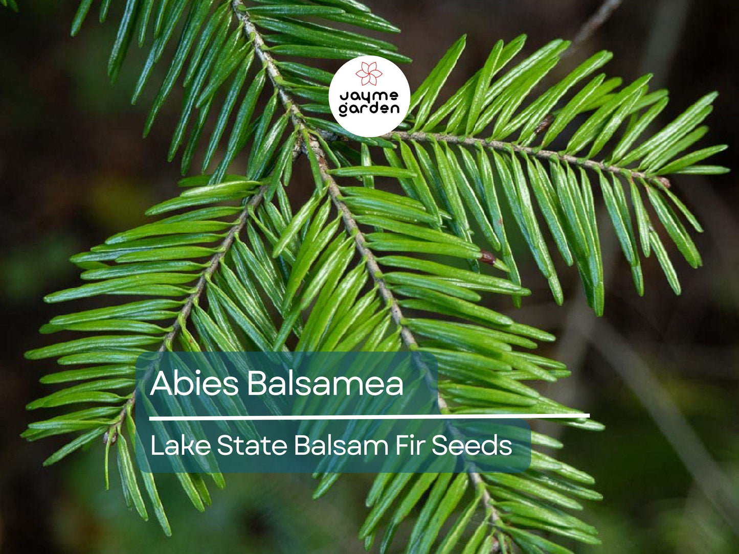 30 Seeds Abies Balsamea | Lake State Balsam Fir Seeds for Planting | Hardy Evergreen Tree | Fragrant Needles | Native Christmas Tree