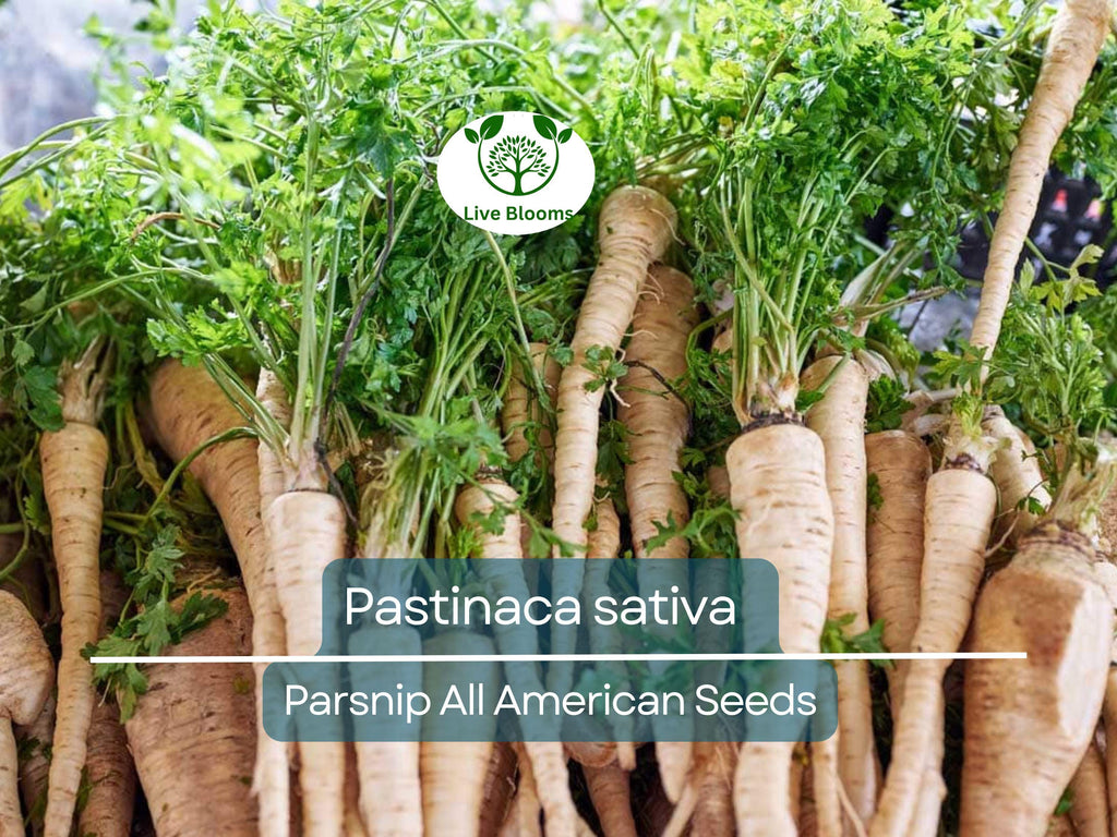350 Seeds Parsnip All American for Planting (Pastinaca sativa) - Sweet Nutritious Root Vegetables for Home Gardens, High Yield, Easy to Grow