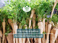 350 Seeds Parsnip All American for Planting (Pastinaca sativa) - Sweet Nutritious Root Vegetables for Home Gardens, High Yield, Easy to Grow