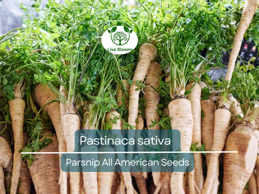 350 Seeds Parsnip All American for Planting (Pastinaca sativa) - Sweet Nutritious Root Vegetables for Home Gardens, High Yield, Easy to Grow
