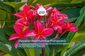 Hawaiian Red Plumeria (Frangipani) 8" Rooted Plant with Leaves - Mavina | Fragrant Tropical Flower Starter