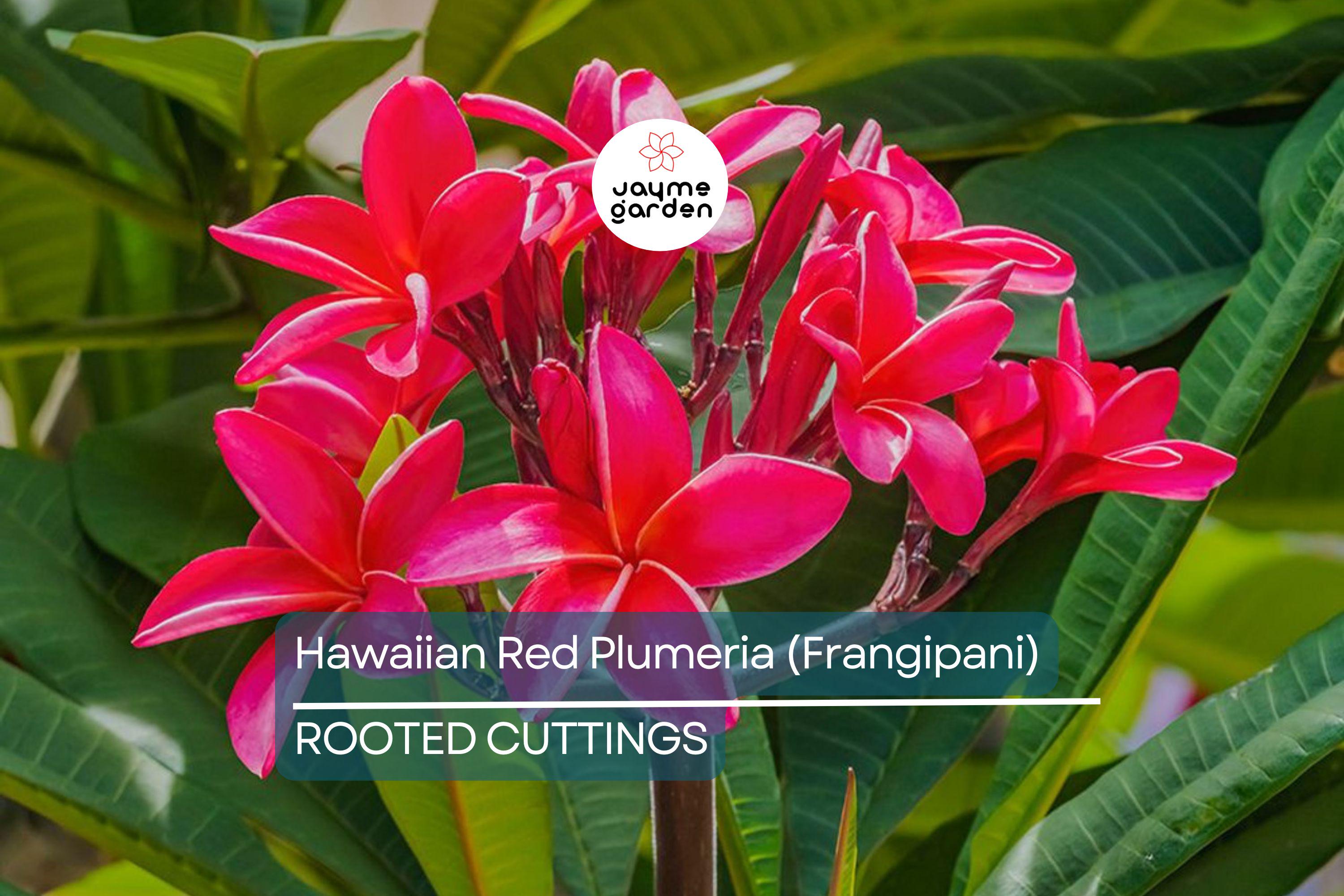 Hawaiian Red Plumeria (Frangipani) 8" Rooted Plant with Leaves - Mavina | Fragrant Tropical Flower Starter