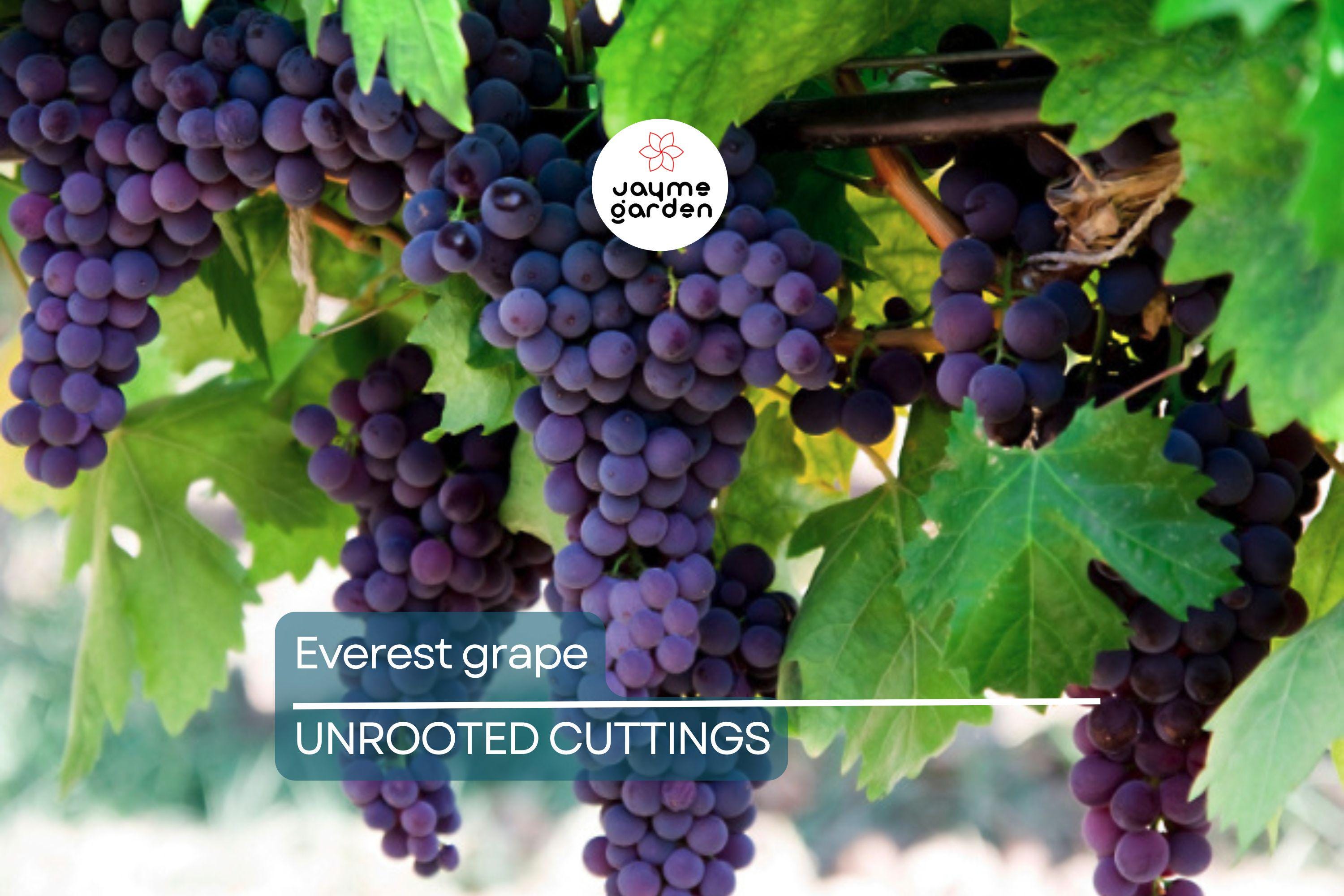 Everest Grape - 4 Healthy Cuttings (2-3 Nodes) for Easy Grafting or Rooting | Seedless Table Grape, Large Blue Berries