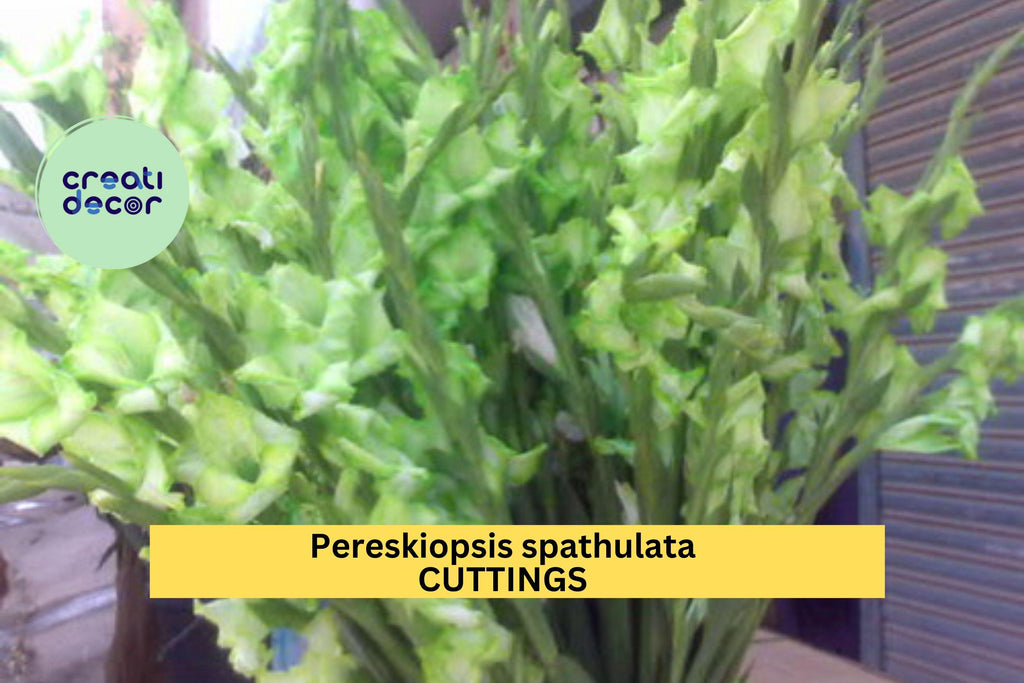 5x Pereskiopsis spathulata Cuttings | 4" Grafting Cactus Stock | Ideal Rooting Stem for Grafted Leaf Cacti | Fast Growing