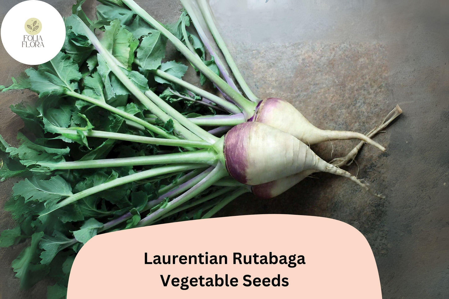 500+ Laurentian Rutabaga Seeds – Heirloom Canadian Root Vegetable Seeds for Garden Planting