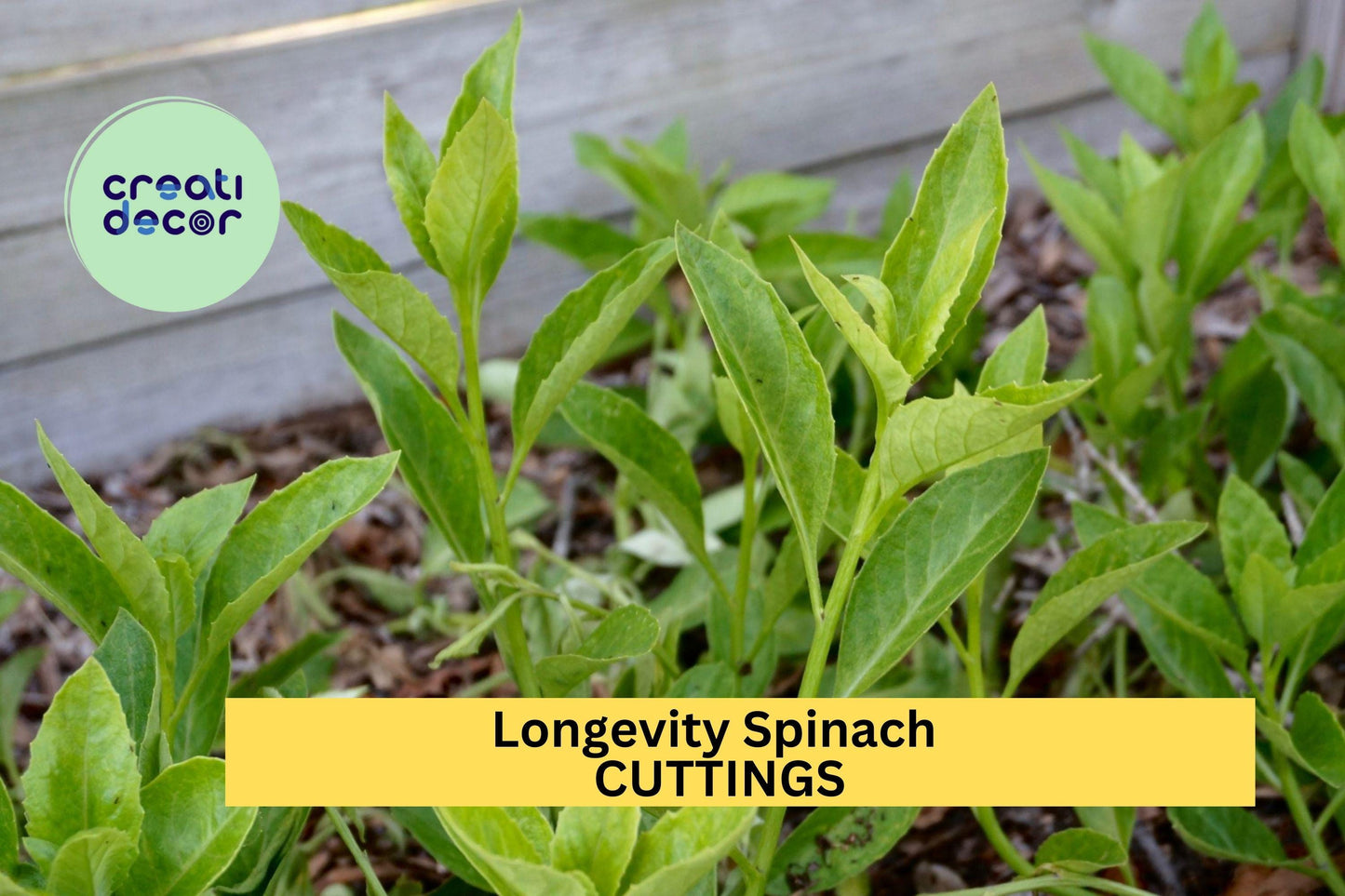 8 Longevity Spinach Cuttings – Gynura procumbens – Fresh 6" Edible Stems for Garden or Pots – Perennial Green – USA