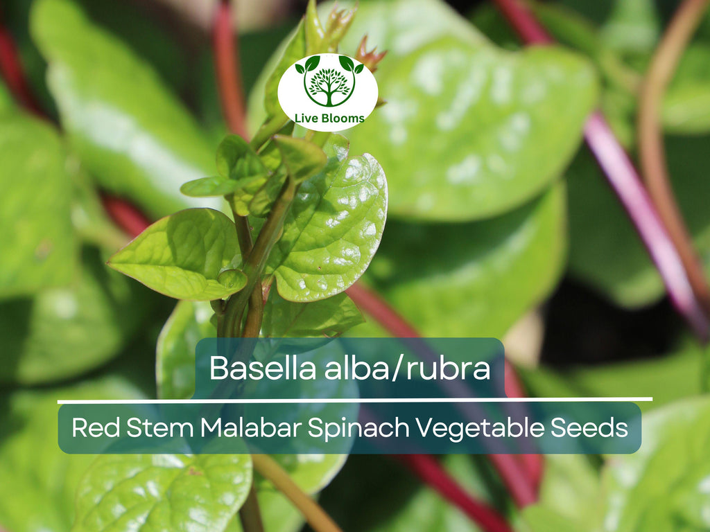 500 mg Seeds Malabar Spinach Red Stem – Basella alba/rubra | Heirloom Vegetable for Planting & Thriving Summer Harvests