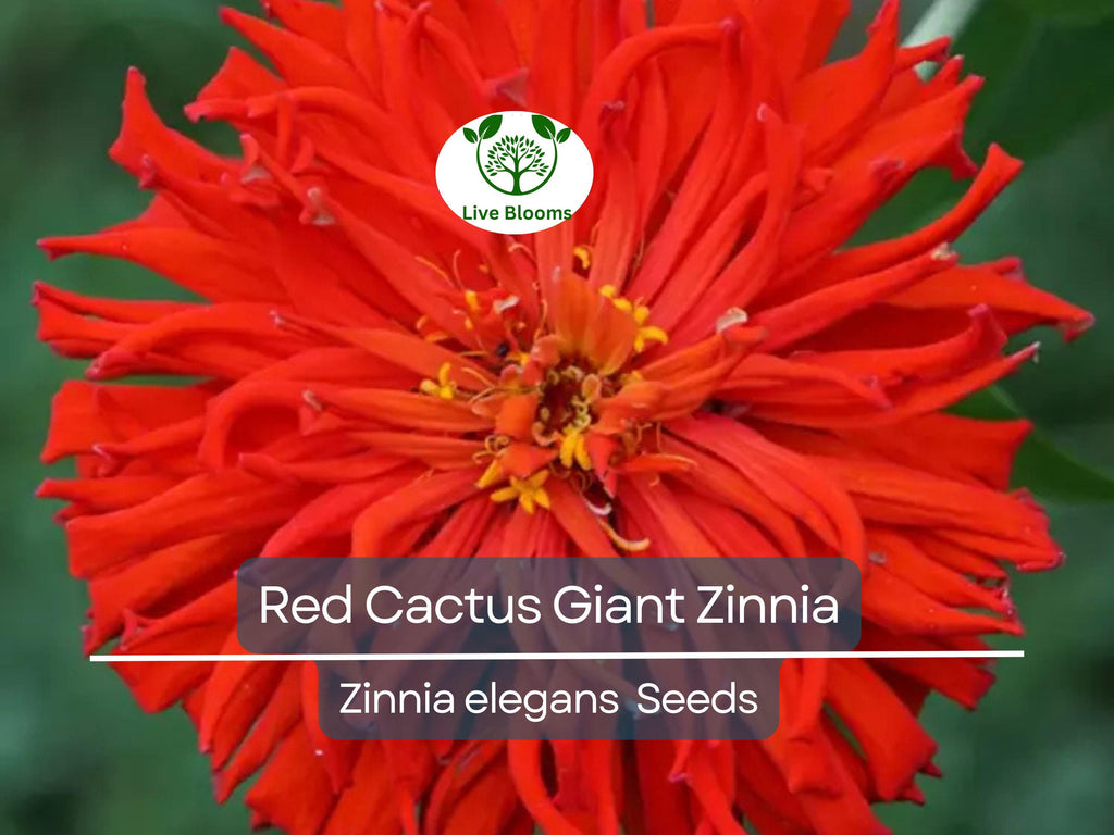 100 Seeds Zinnia Elegans Red Cactus Giant, Huge 4-5" Blooms, Cut Flowers, Non-GMO, Vibrant Garden Blooms