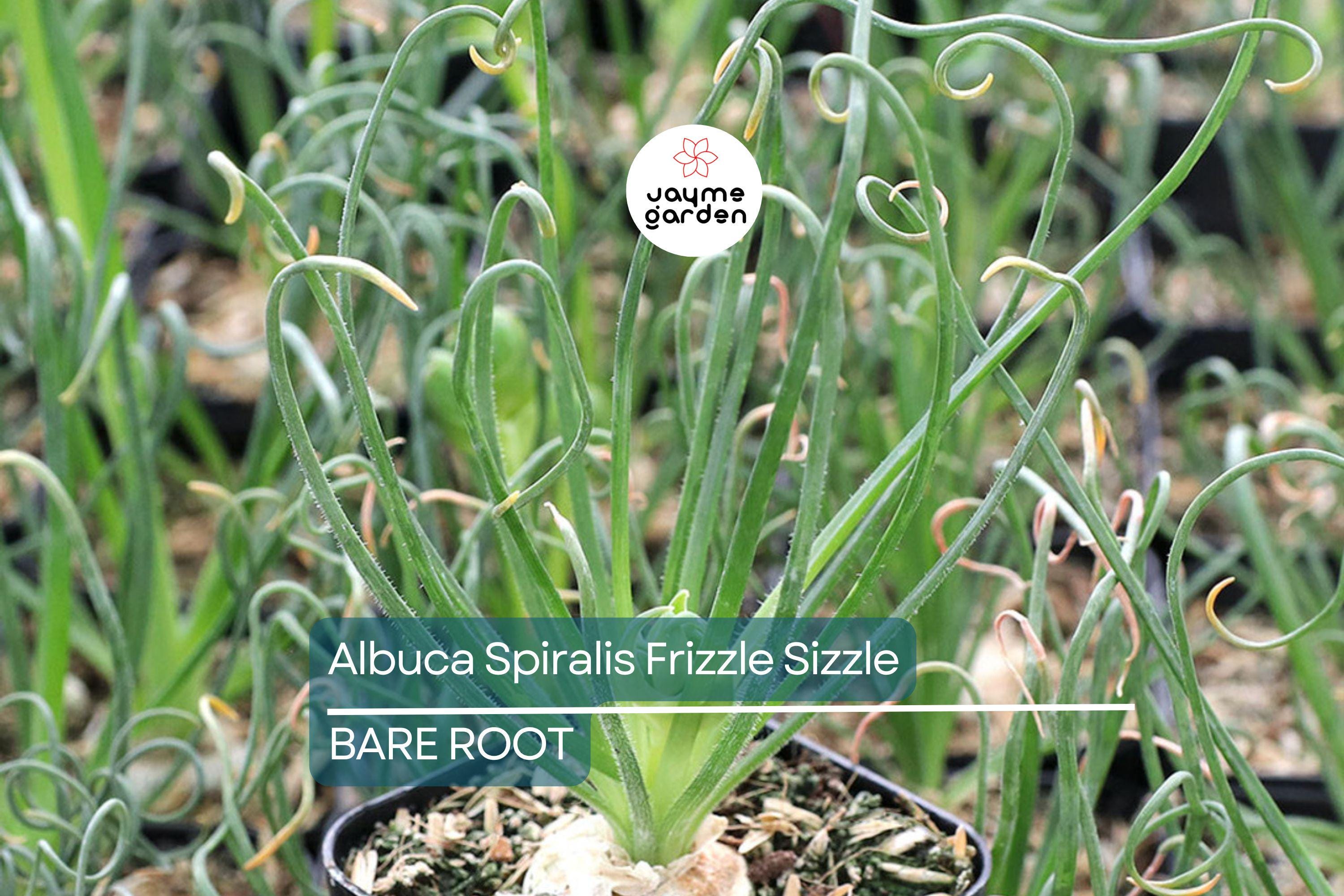 Albuca Spiralis ‘Frizzle Sizzle’ – 1 Large Corkscrew Succulent Bulb, 1" Tall, Unique Spiral Leaves