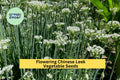 3pcs of 250mg Flowering Chinese Leek Seeds – Aromatic Edible Garlic Chive for Asian Dishes & Home Garden Planting Seeds for Planting