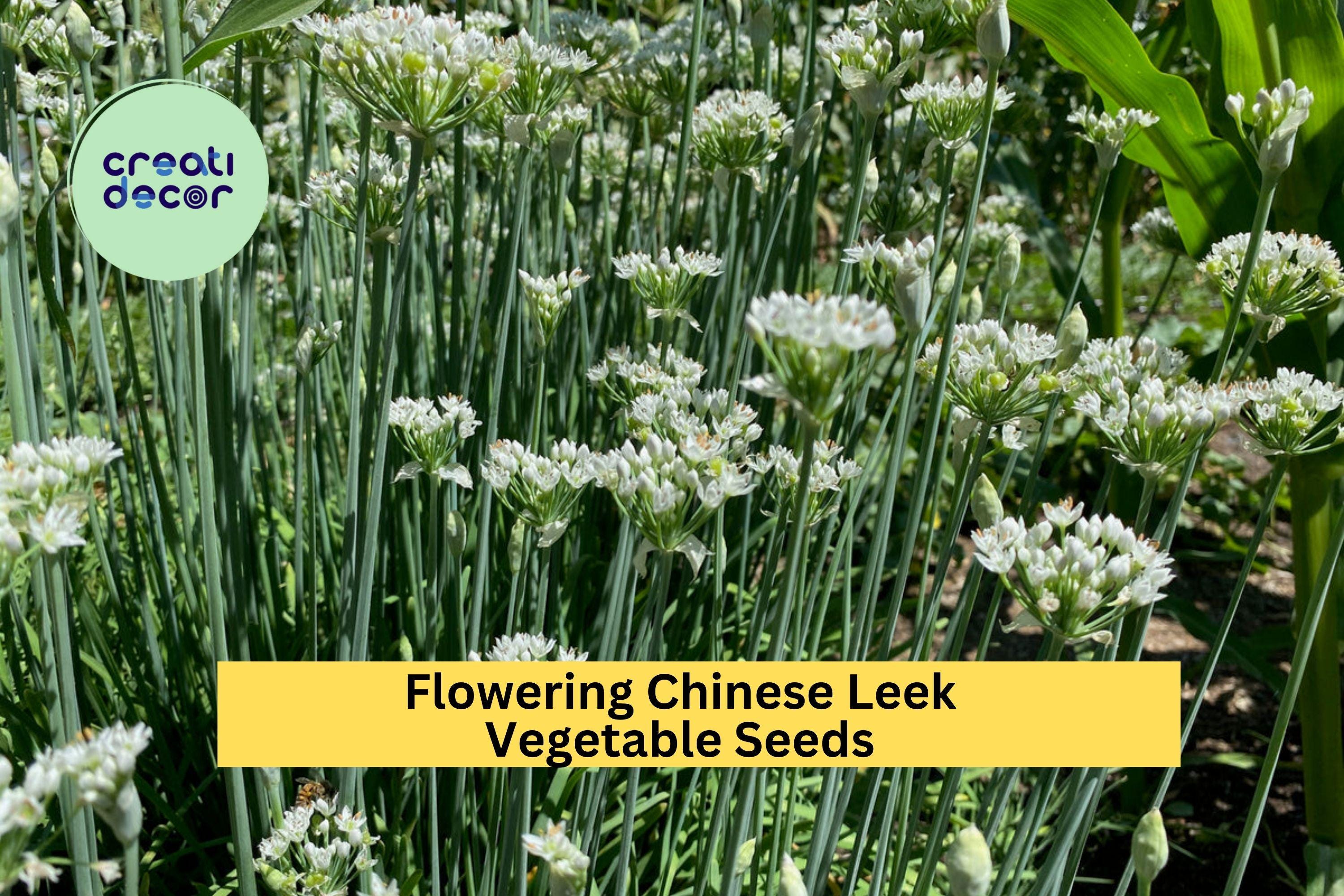 3pcs of 250mg Flowering Chinese Leek Seeds – Aromatic Edible Garlic Chive for Asian Dishes & Home Garden Planting Seeds for Planting