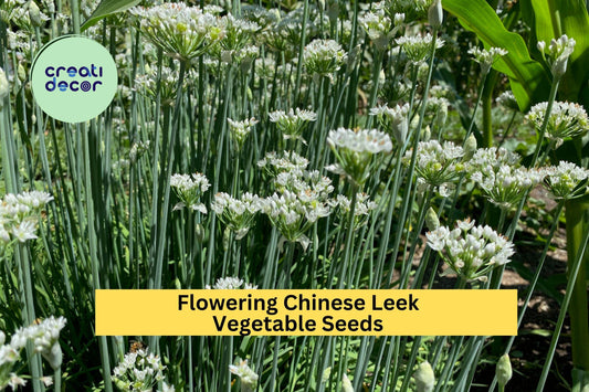 3pcs of 250mg Flowering Chinese Leek Seeds – Aromatic Edible Garlic Chive for Asian Dishes & Home Garden Planting Seeds for Planting