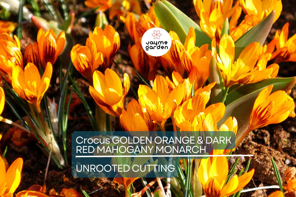 Crocus Golden Orange & Dark Red Mahogany Monarch – 5 Flower Plant Bulbs, Early Spring Bloomer