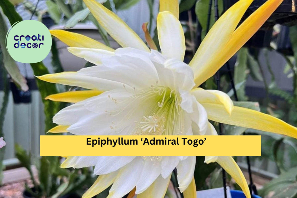 Epiphyllum ‘Admiral Togo’ – Live Orchid Cactus, Fully Rooted 3” Starter Pot, Rare Hybrid with Large Exotic Blooms, Easy-Care Houseplant