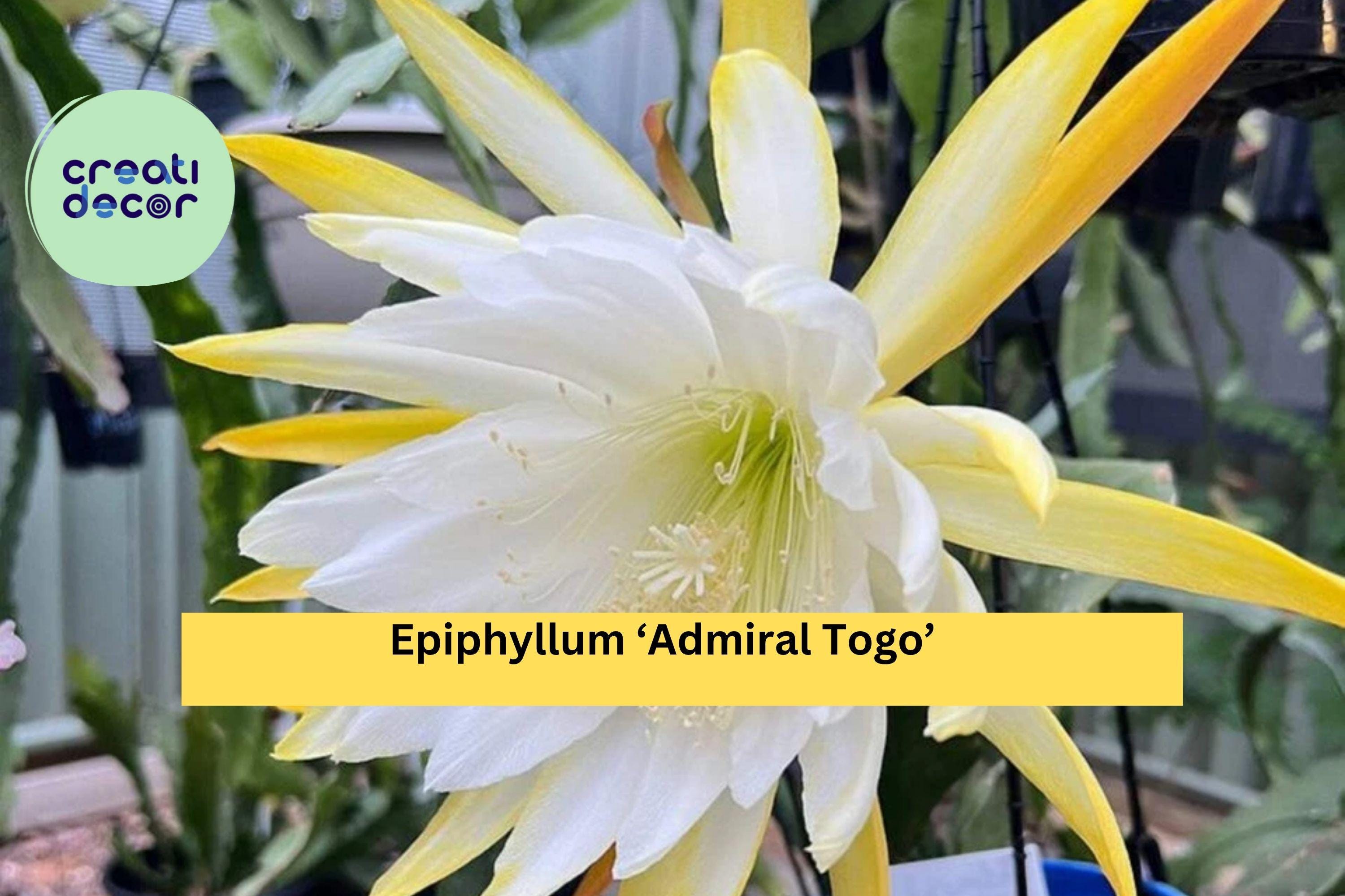 Epiphyllum ‘Admiral Togo’ – Live Orchid Cactus, Fully Rooted 3” Starter Pot, Rare Hybrid with Large Exotic Blooms, Easy-Care Houseplant