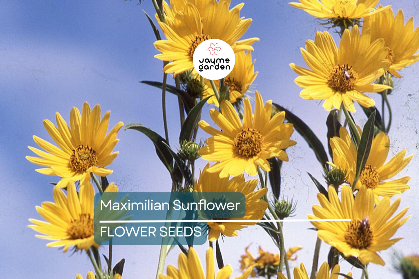 1,000 Maximilian Sunflower Seeds - Non-GMO, Free Shipping, Perennial, Yellow Blooms