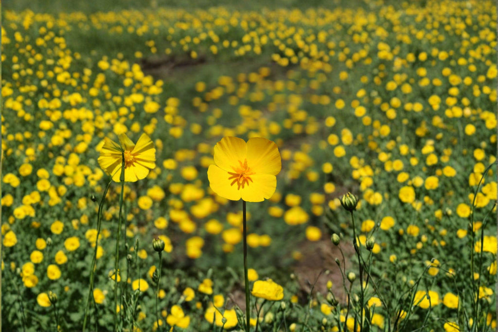 Tufted Dwarf California Poppy – Eschscholzia caespitosa, Native Annual Wildflower | Compact Growth (100 Seeds)