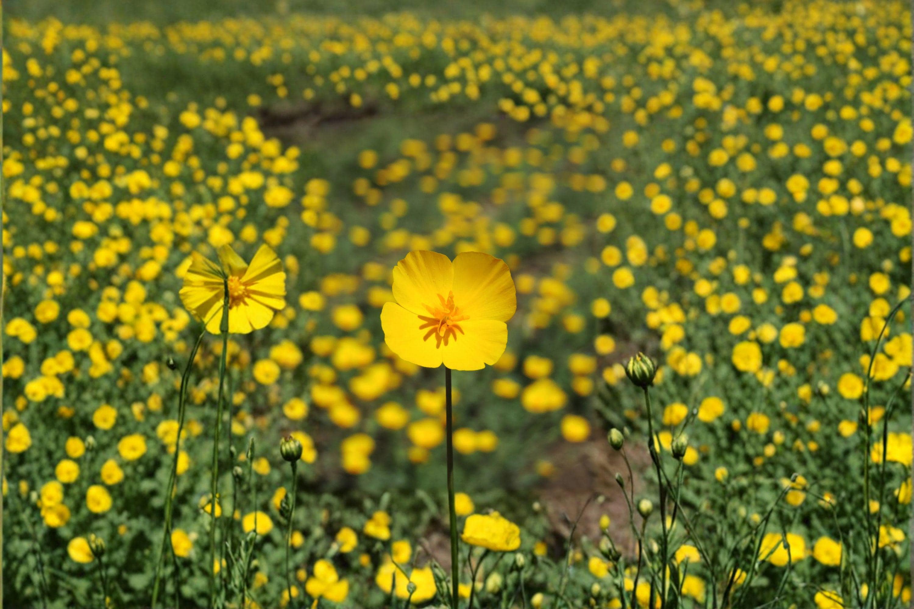 Tufted Dwarf California Poppy – Eschscholzia caespitosa, Native Annual Wildflower | Compact Growth (100 Seeds)