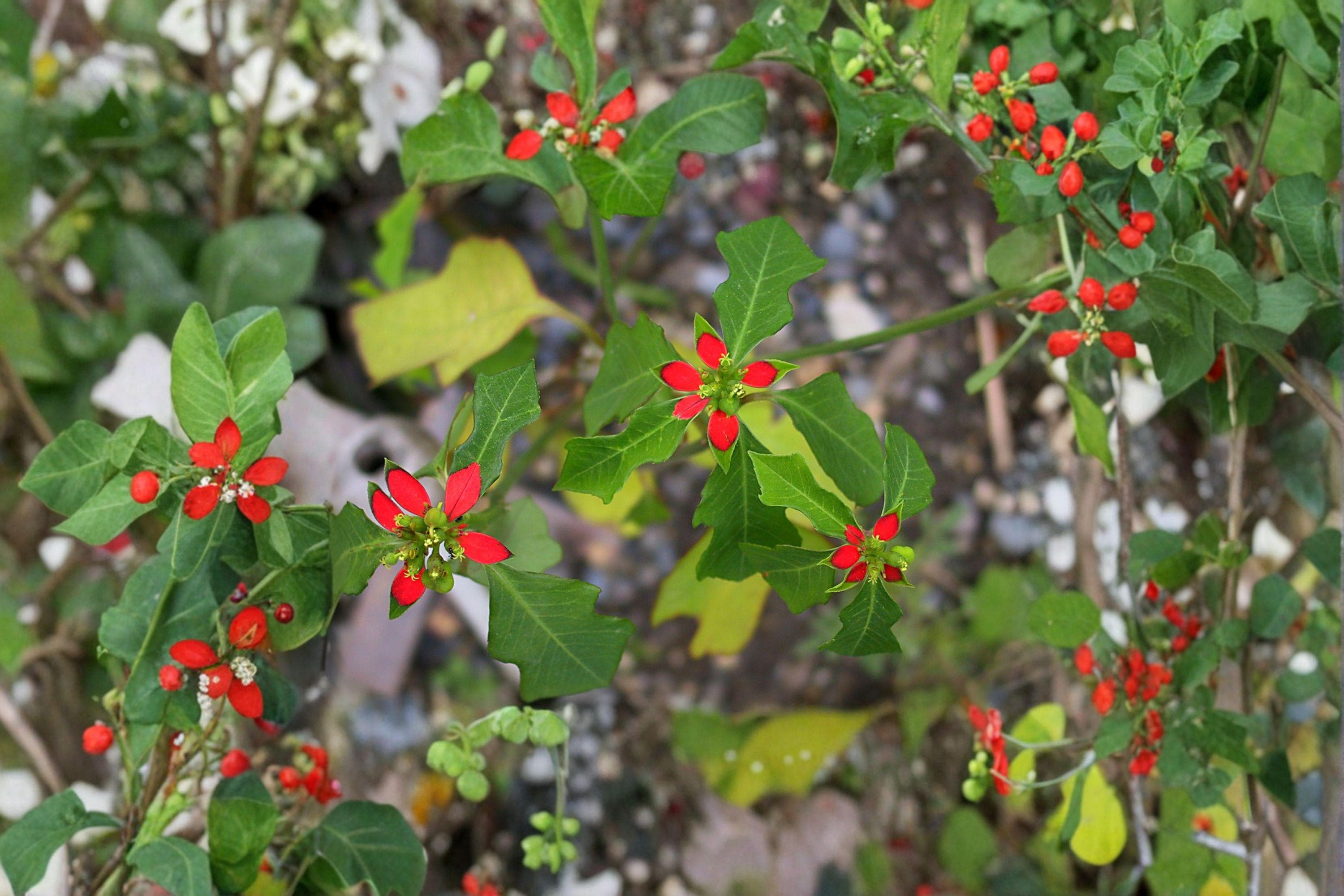 Euphorbia Cyathophora Fire on the Mountain Seeds – 10 Native Annual Wildflower Seeds | Red-Tipped Foliage | Pollinator-Friendly