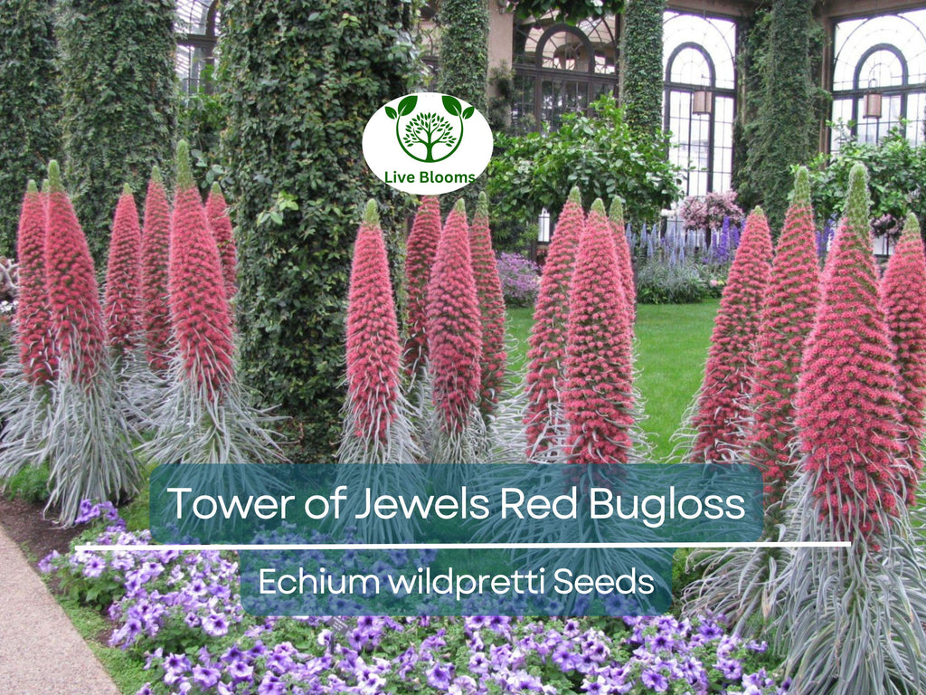 50 Tower of Jewels Red Bugloss Seeds (Echium wildpretti) | Tropical, Hardy Perennial, Vibrant Flowers, Attracts Pollinators