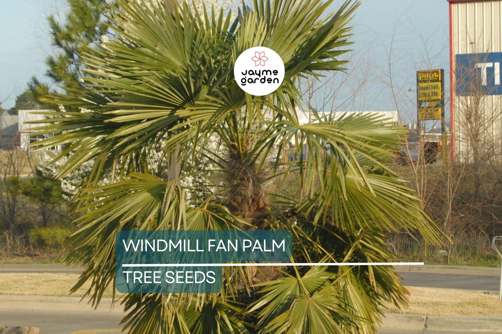 10 Windmill Palm Tree Seeds (Trachycarpus fortunei) – Cold Hardy Fan Palm, 66' Tall