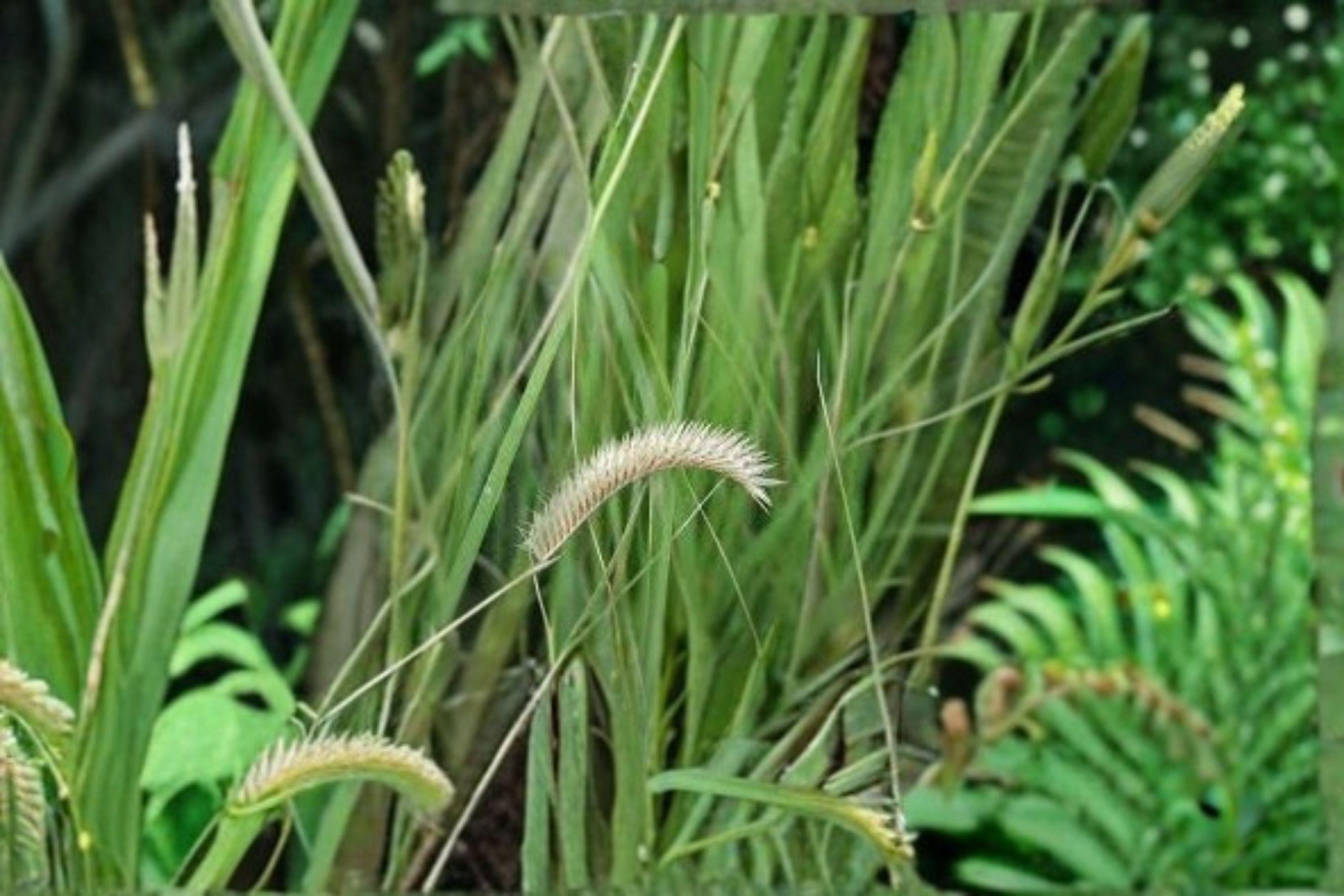 Blue Grama – Bouteloua gracilis 100 Seeds | Native Prairie Grass | Drought-Tolerant | Low-Maintenance Groundcover