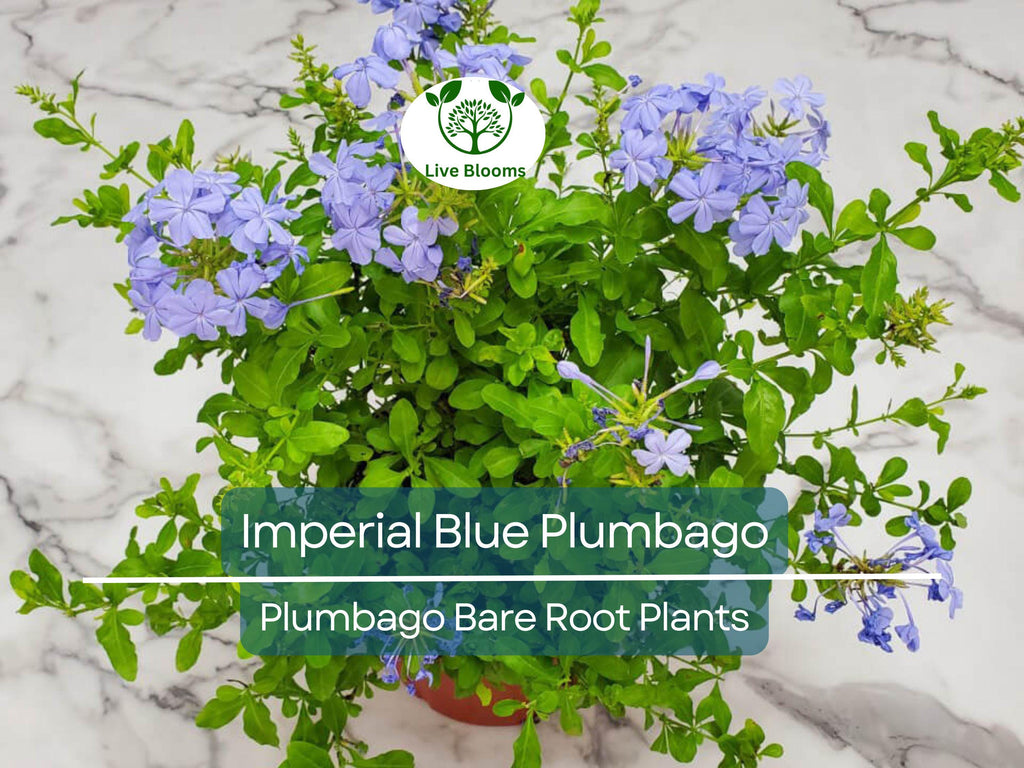 2 Imperial Blue Plumbago Plants – Live Bare Root Plugs 5” Tall – Fast-Growing Perennial with Brilliant Blue Blooms