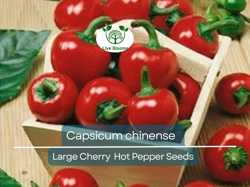 30 Seeds Large Cherry Hot Pepper (Capsicum annuum) – Sweet & Spicy, Cherry-Style Pepper for Planting, Great for Salsa, Salads and Hot Sauces