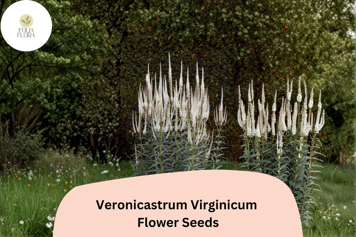 2500 Veronicastrum virginicum Seeds | Culver’s Root | Native White Wildflower for Pollinator & Prairie Gardens