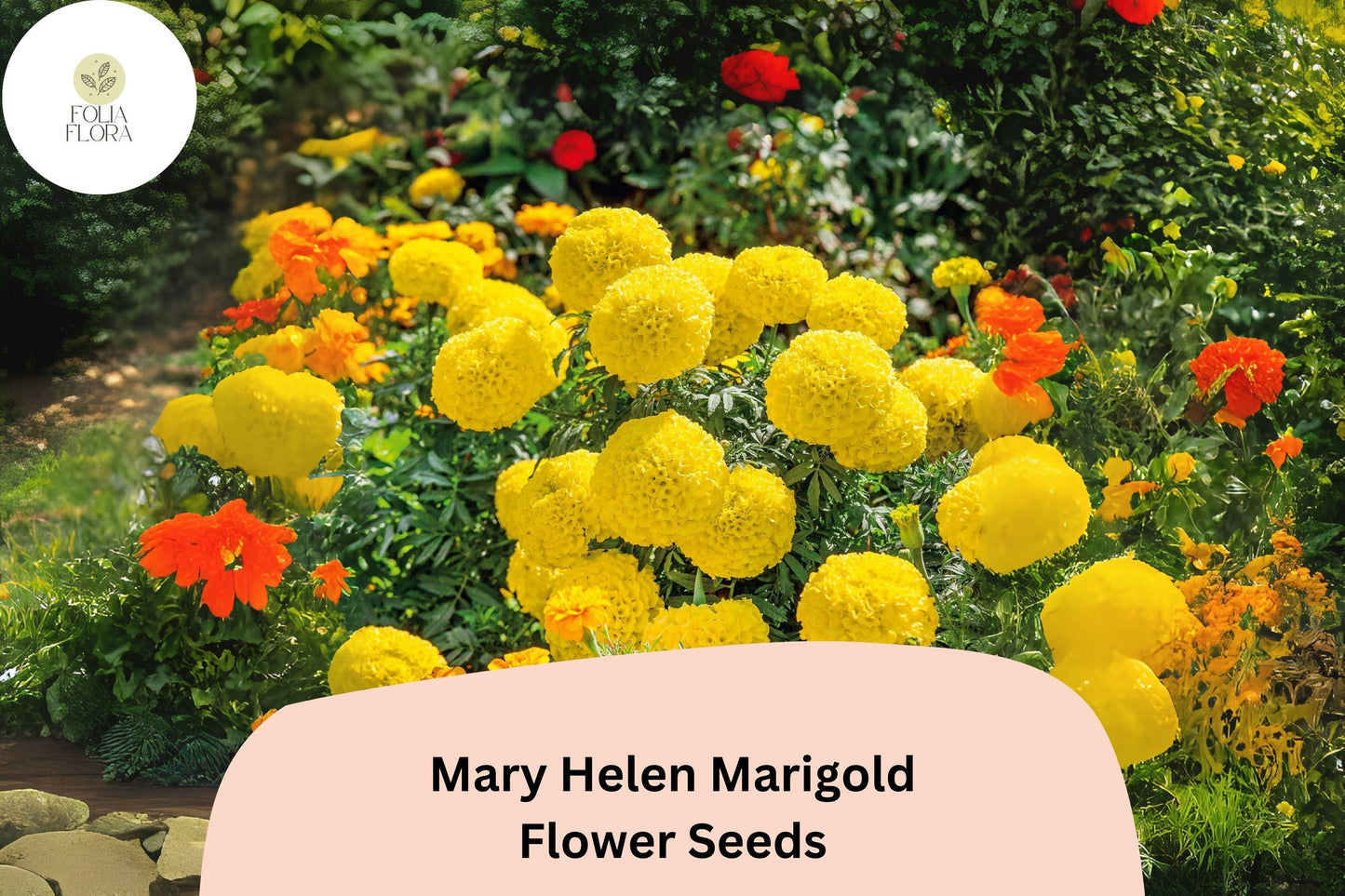 25+ Mary Helen Marigold Seeds | Tagetes | Golden-Yellow Blooms | Easy Annual Flower for Borders, Beds & Garden Containers
