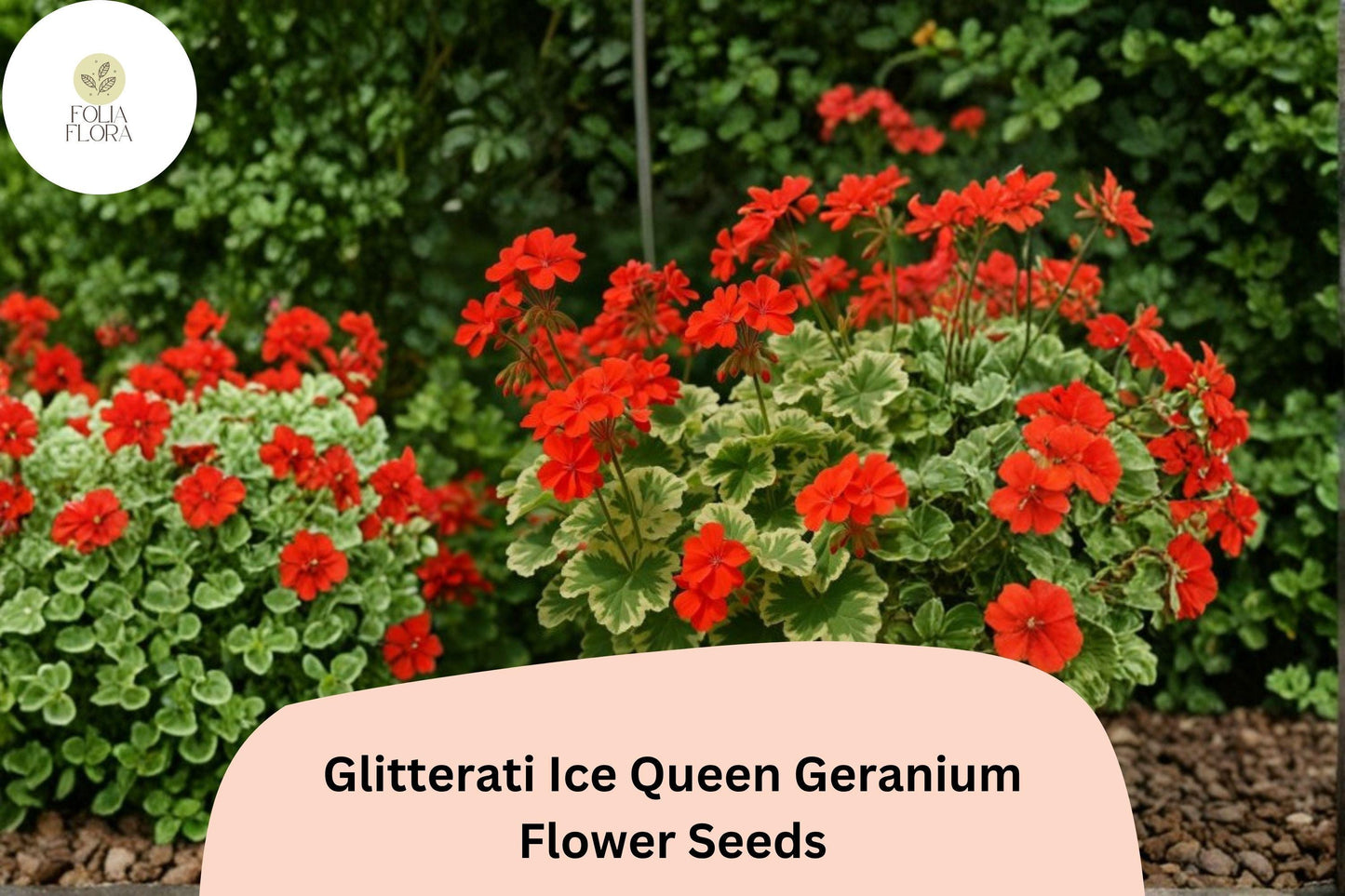 25+ Glitterati Ice Queen Geranium Seeds | Orange Ivy Leaf Pelargonium | Variegated Foliage Garden Flowers