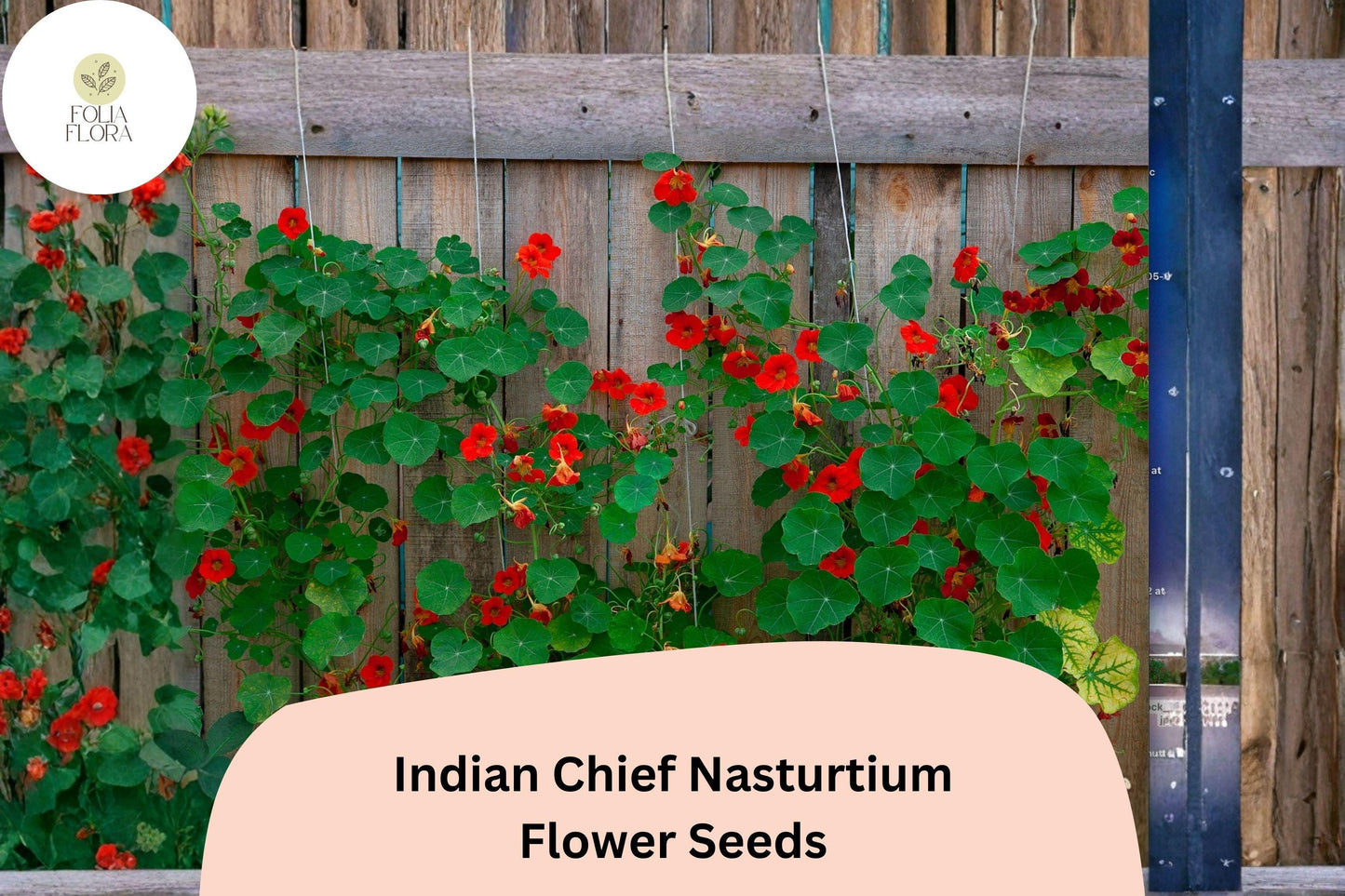 50+ Indian Chief Nasturtium Seeds | Tropaeolum majus | Deep Red Blooms | Easy-Grow Annual for Borders