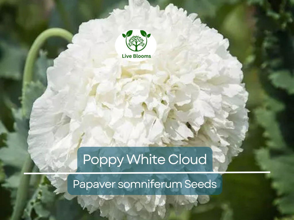 300 Seeds Poppy White Cloud, Peony Double Blooms, Breadseed Poppy, Huge White Blooms, Non-GMO, Papaver somniferum