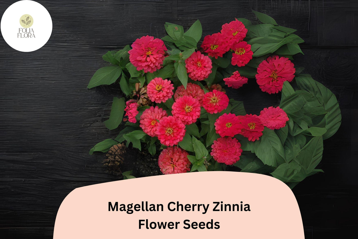 100+ Magellan Cherry Zinnia Seeds | Vibrant Pink Cherry Blooms | Compact Garden Annual Flowers, Easy Grow, Cut Flower Variety