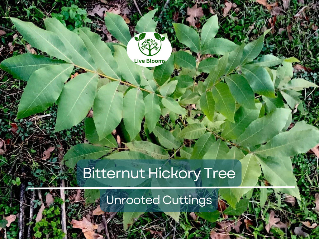 8 Bitternut Hickory Tree Live Cuttings (Carya cordiformis) 8" Long, Healthy Seedling, Hardy Tree for Landscaping, Native North American Tree