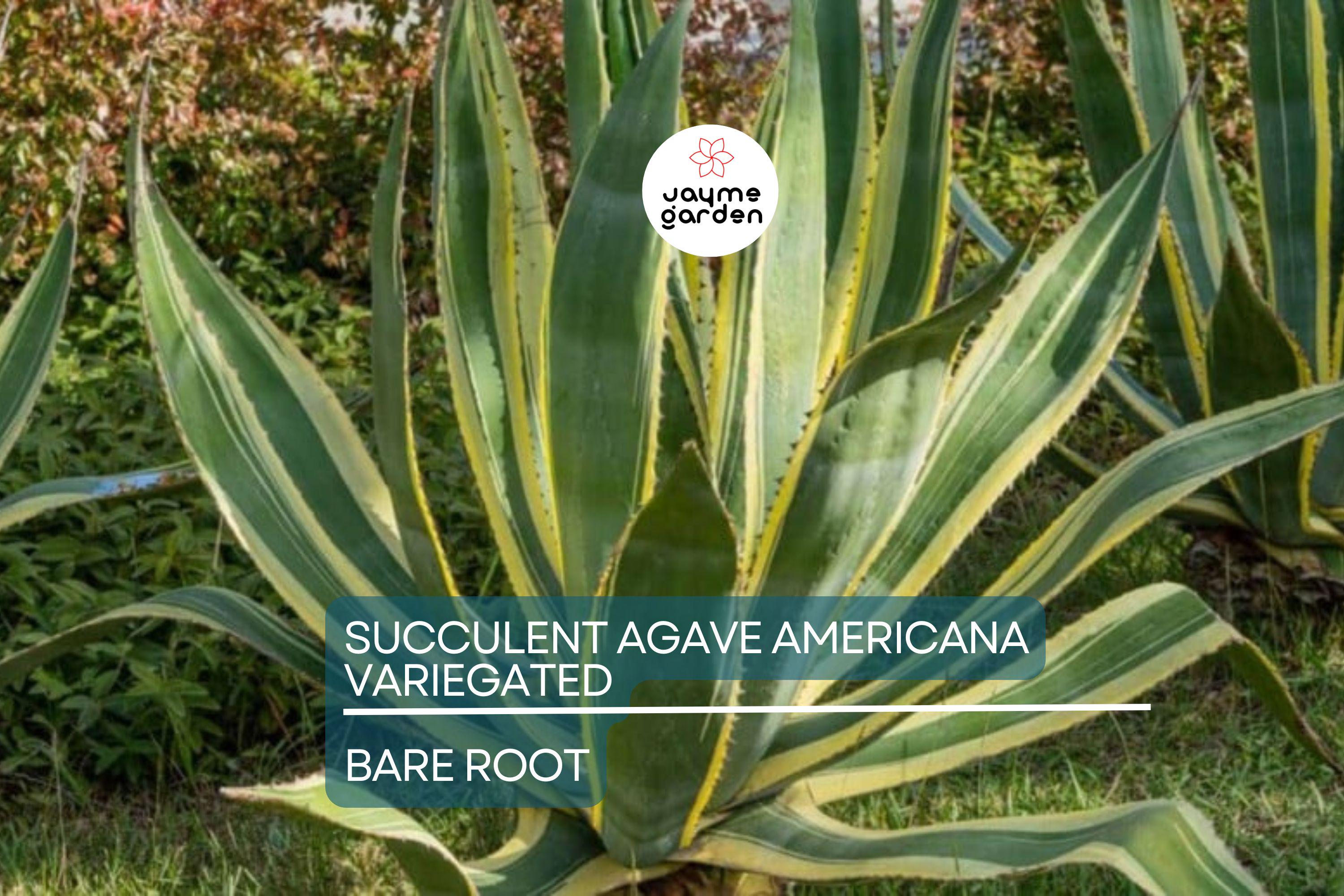 Variegated Agave Americana Century Plant – 6-12” Live Succulent, Green & Yellow