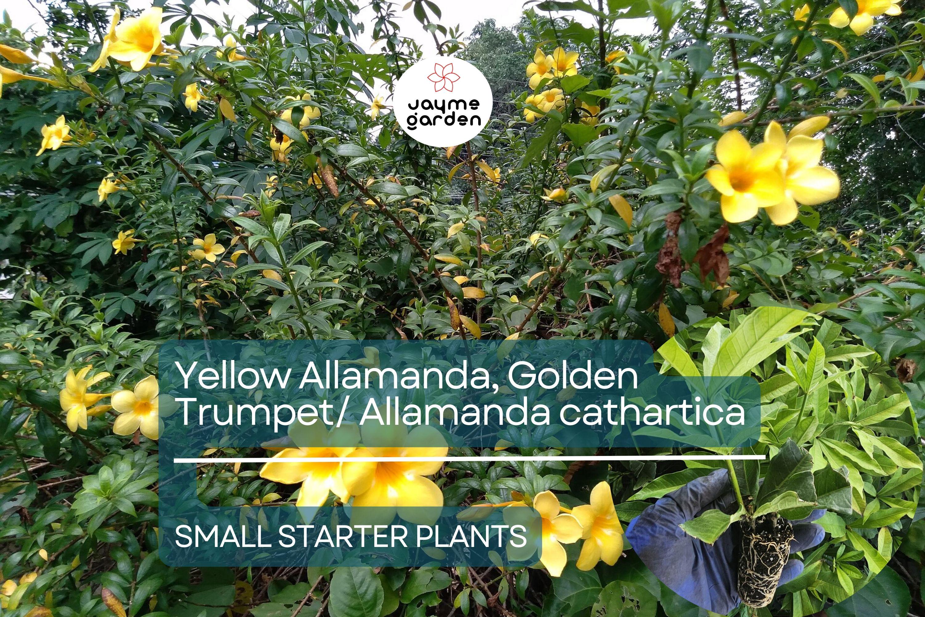 Yellow Allamanda Small Starter Plant - Golden Trumpet (Allamanda cathartica) - Tropical Perennial with Vibrant Yellow Flowers