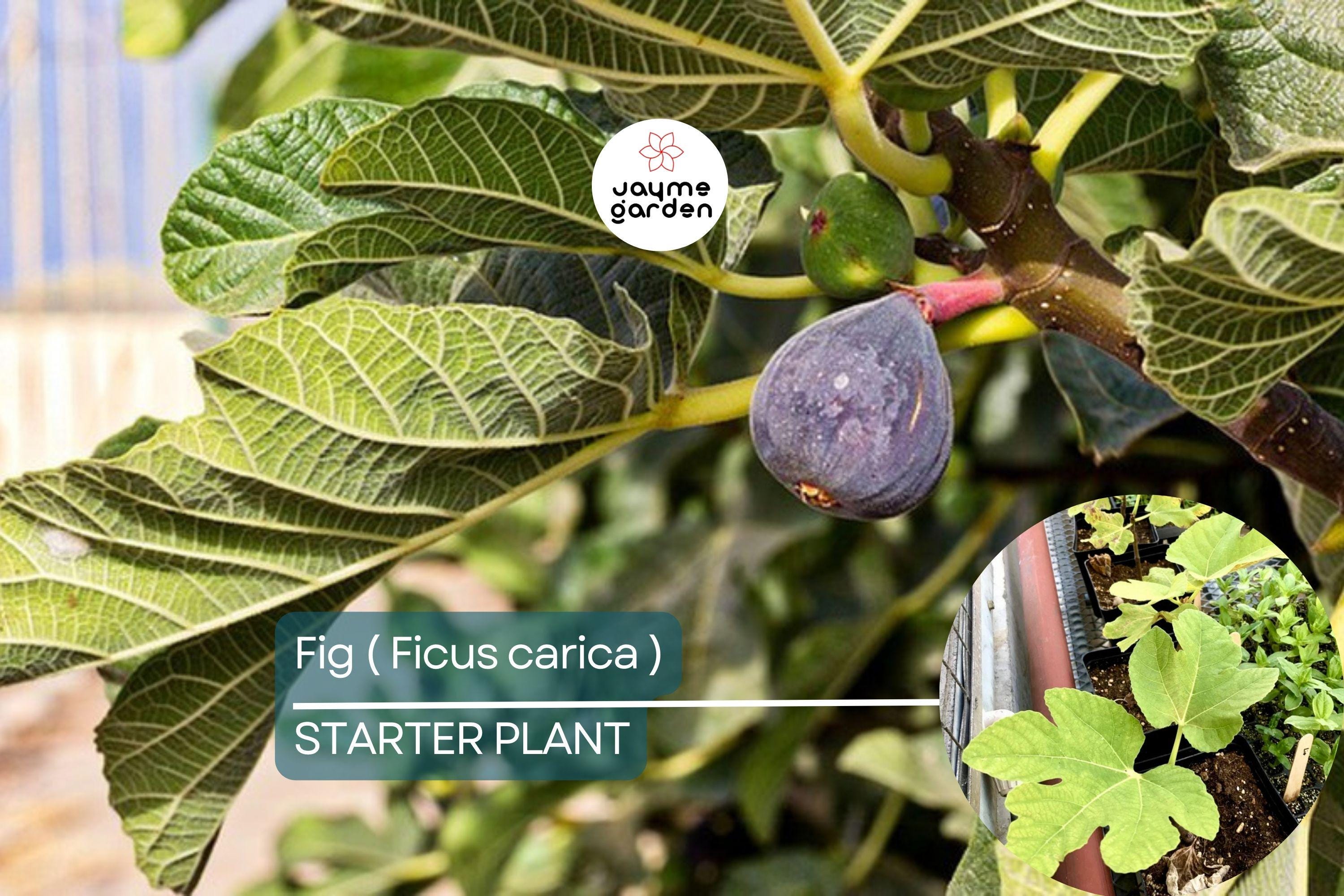 1 Ficus Fig Tree Starter Plant (Ficus carica) Live Tropical Fruit Tree | Sweet & Nutritious Figs | Perfect for Gardens and Patios