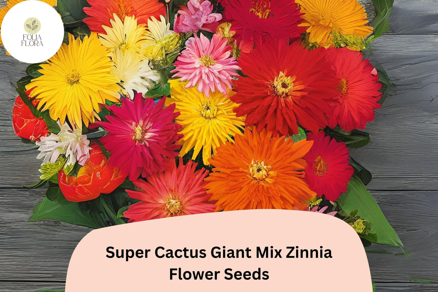 100+ Super Cactus Giant Mix Zinnia Seeds – Large Non-GMO Annual Flowers for Garden Planting & Cut Bouquets