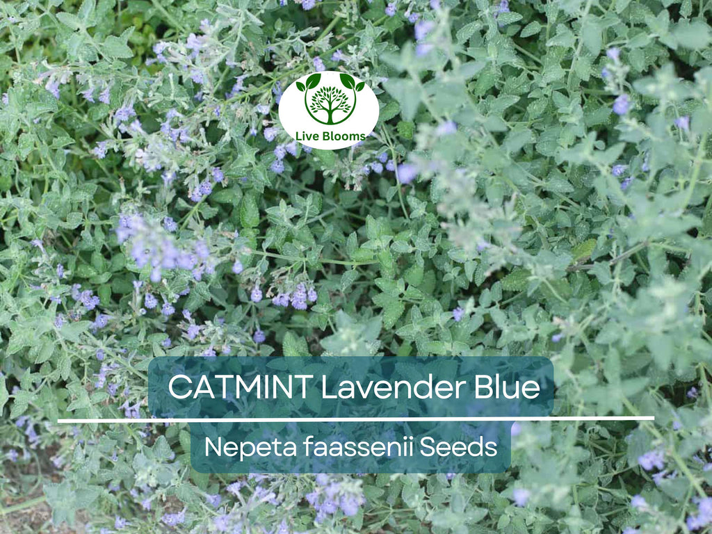 200 Seeds CATMINT Lavender Blue Heirloom Perennial Non-GMO, Nepeta faassenii, Aromatic Herb, Attracts Pollinators, Low Maintenance Plant