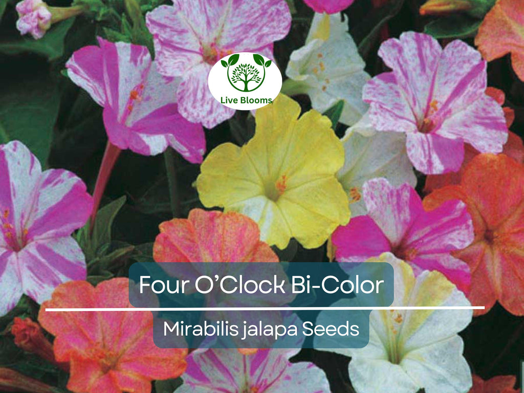 25 Seeds Four O’Clock Bi-Color – Mirabilis jalapa – Heirloom Non-GMO Annual or Perennial – Hummingbird & Pollinator Favorite