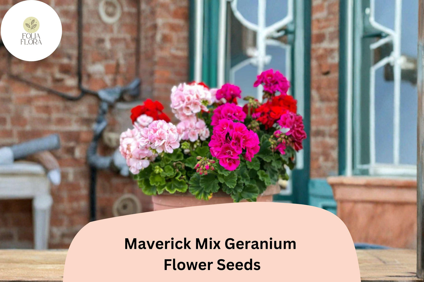 25+ Maverick Mix Geranium Seeds for Garden Planting – Pink, White, Red Flowers, Hardy Perennial