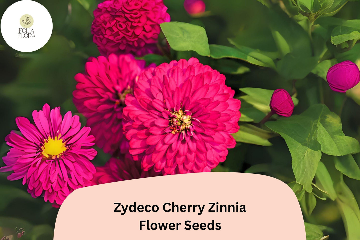 Zydeco Cherry Zinnia Seeds: Red Blooms, Heirloom Non-GMO