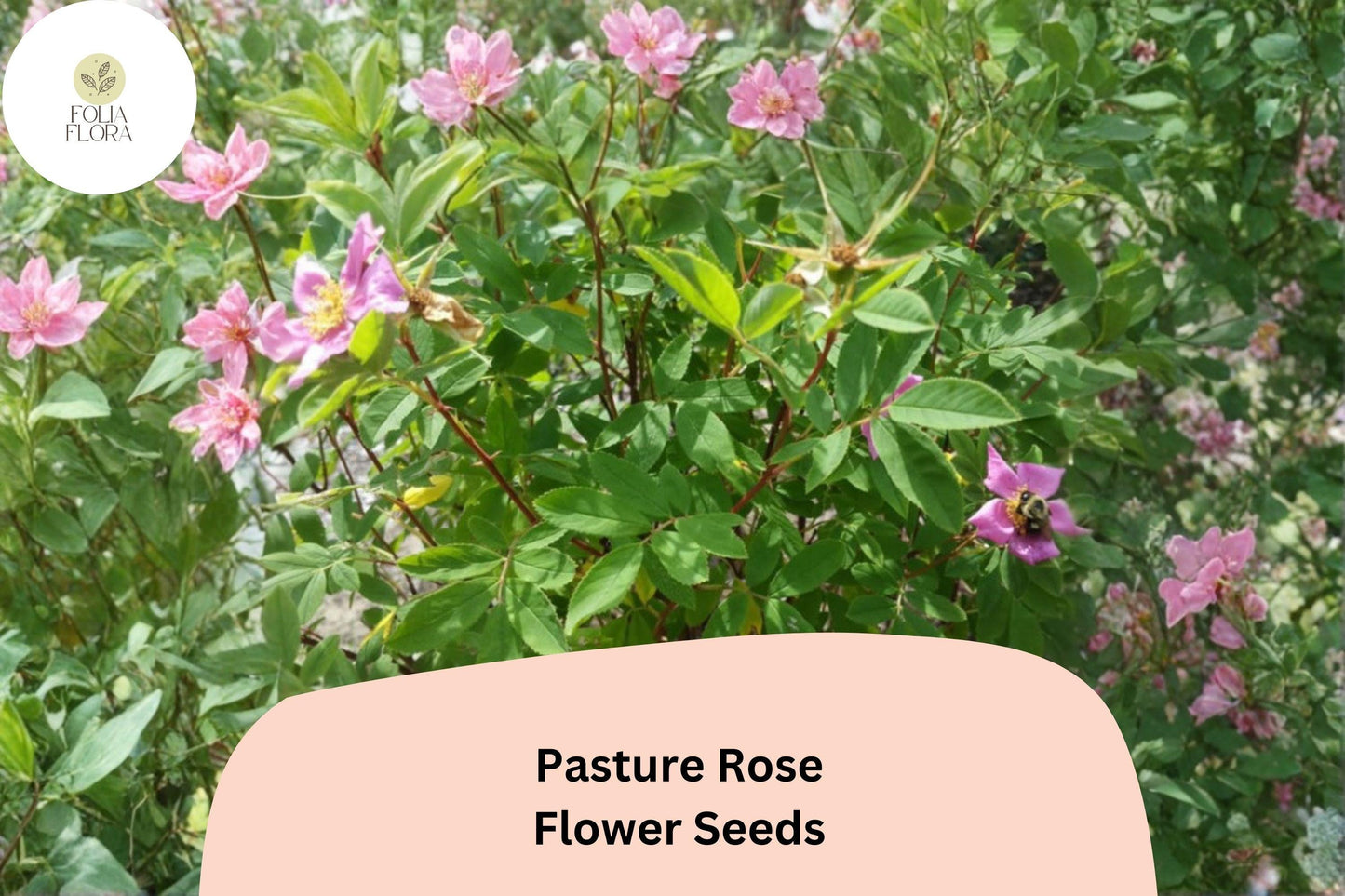 Pasture Rose Seeds – 10 Rosa carolina | Native Pink Wild Rose | Perennial Shrub