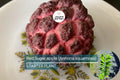 Red Sugar Apple Tree Live Fruit Tree 3-4 ft | Tropical Beauty | Flowering Soon | Sweet Exotic Fruit | Easy Care | USDA Zones 9-11