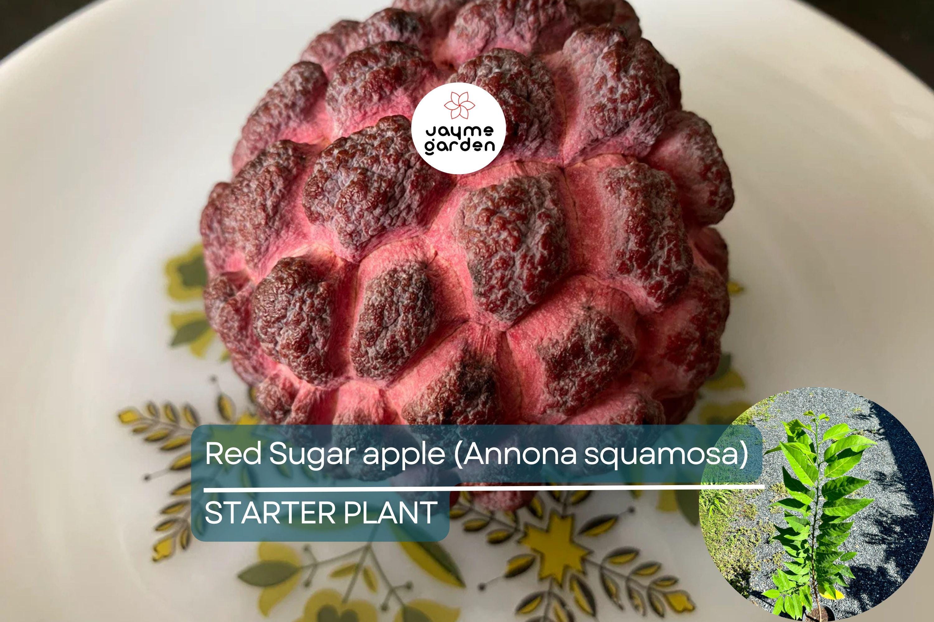 Red Sugar Apple Tree Live Fruit Tree 3-4 ft | Tropical Beauty | Flowering Soon | Sweet Exotic Fruit | Easy Care | USDA Zones 9-11