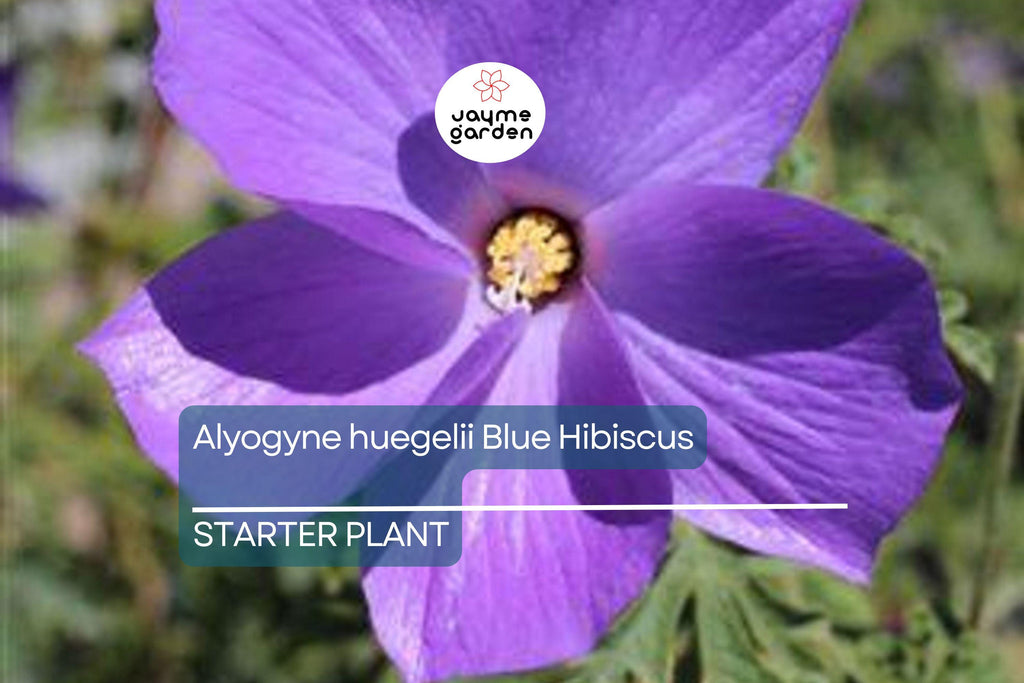 Blue Hibiscus Starter Plant - Alyogyne huegelii - Live Well Rooted Seedling, Blue-Purple Blooms, Indoor & Outdoor, Medium Watering
